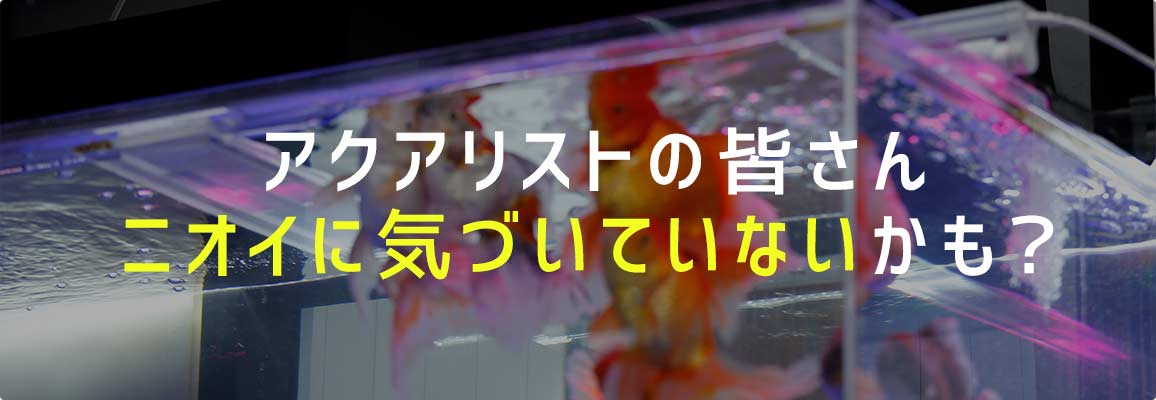 アクアリストの皆さん、ニオイに気づいていないかも？