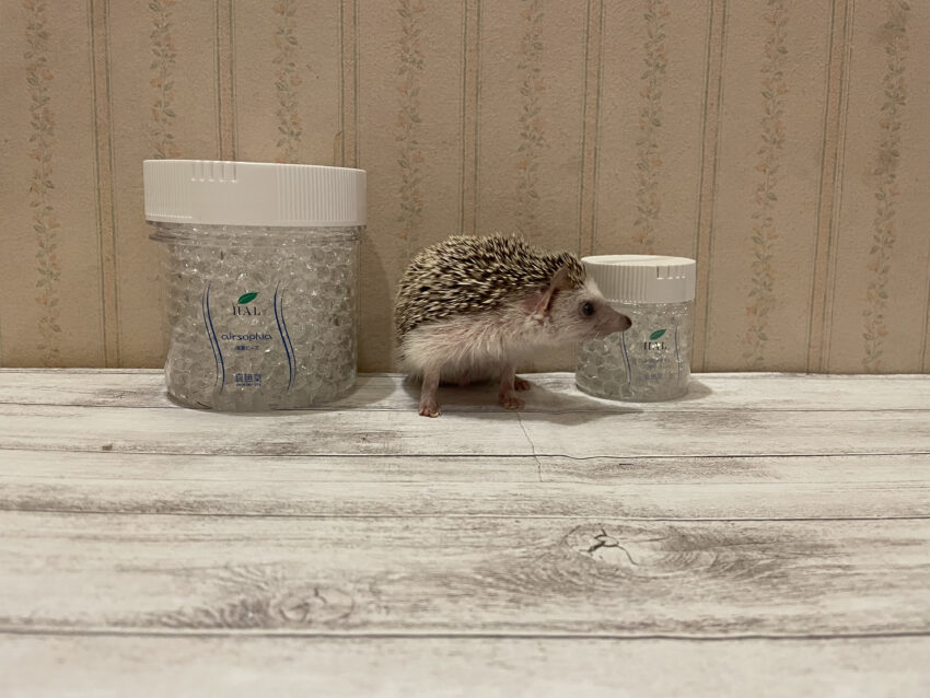 ハリネズミと消臭剤