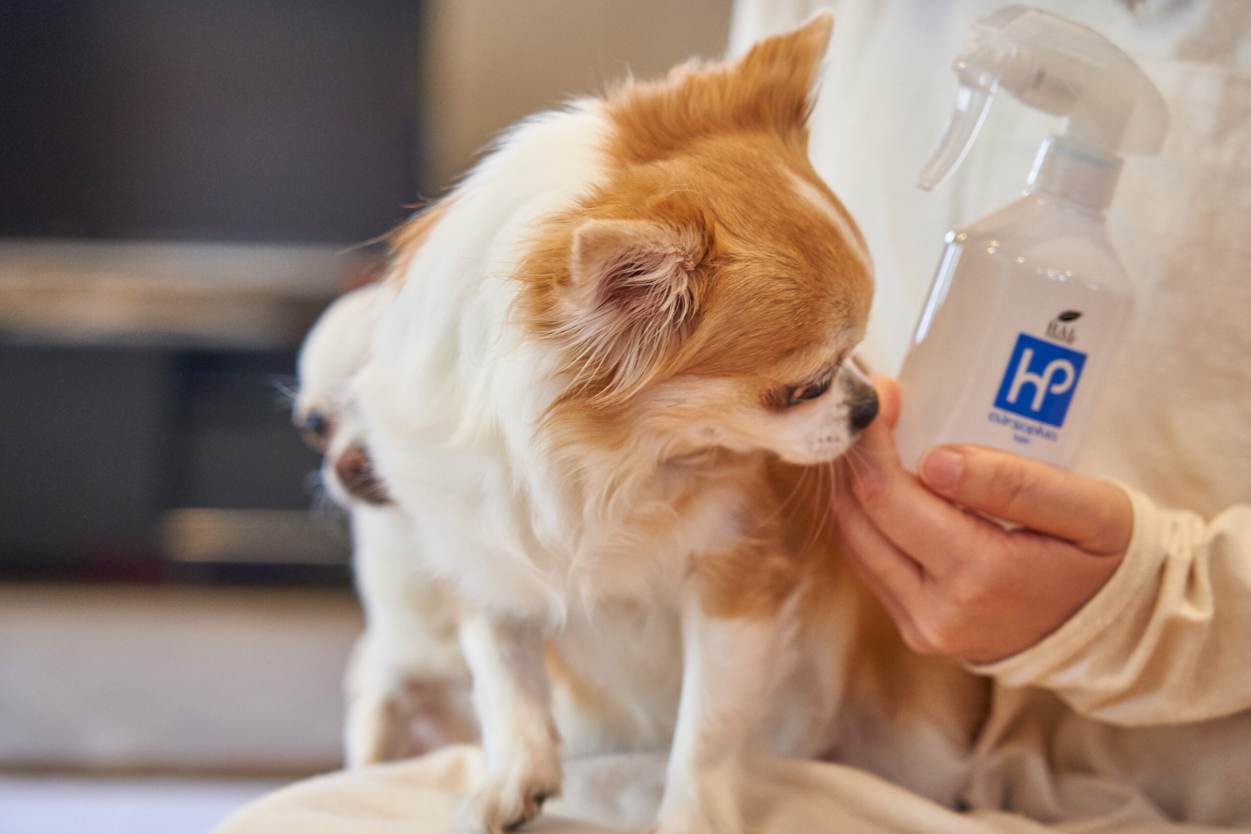 愛犬と暮らすステキな空間づくり