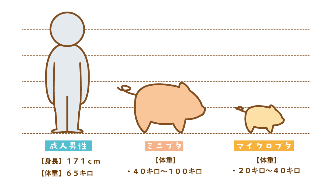 成人男性、ミニブタ、マイクロブタのサイズ比較