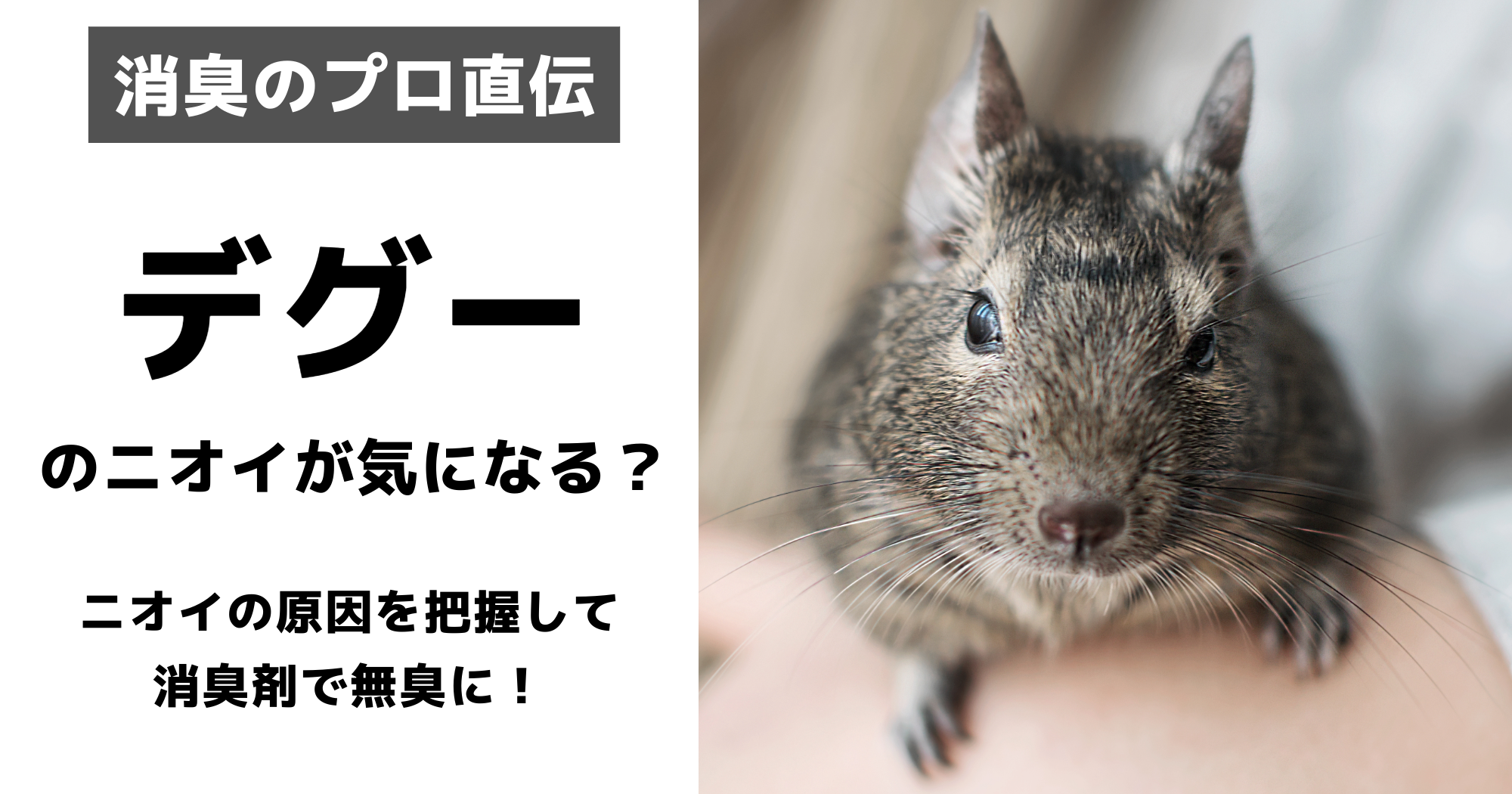 デグー確認用 デグー確認用