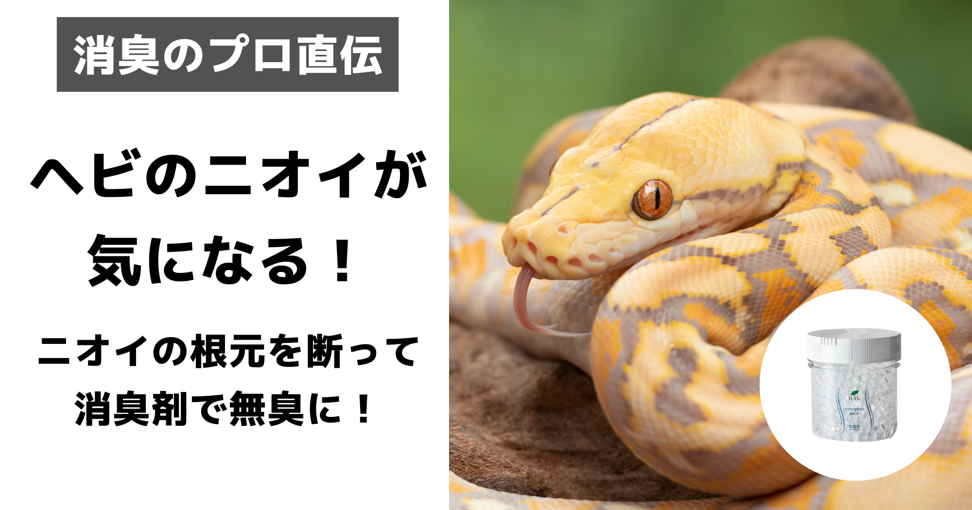 ヘビの抜け殻（脱皮した皮）ボールパイソンの弐、時々更新