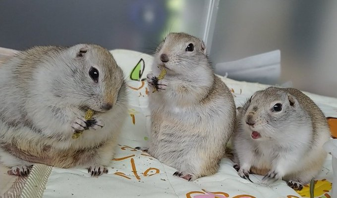 リチャードソンジリス画像