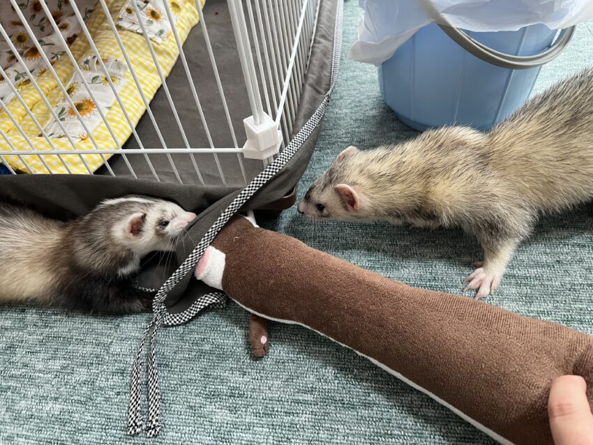 フェレット
