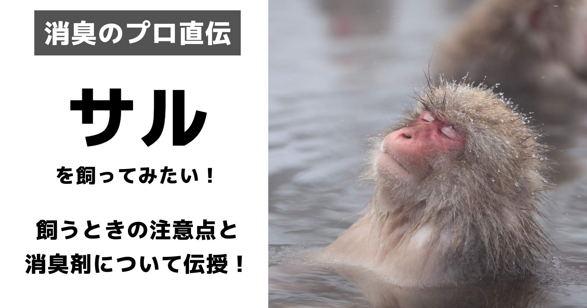 サルのニオイどうする？飼育の注意点とニオイ問題解決法！｜消臭剤の