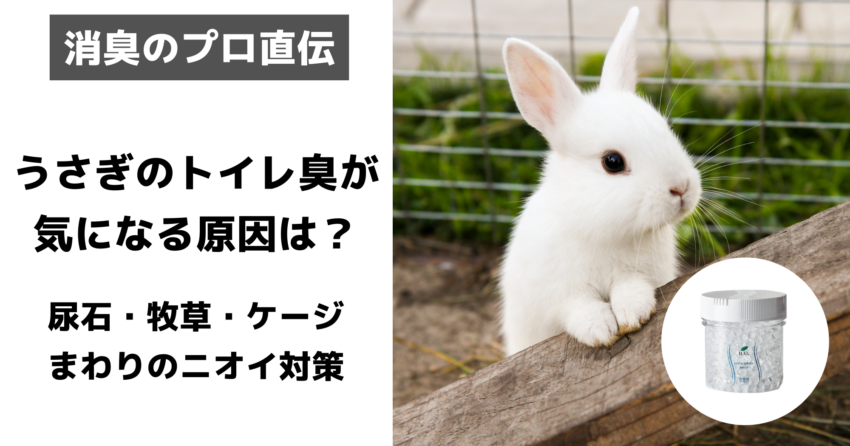うさぎ ニオイ対策 アイキャッチ